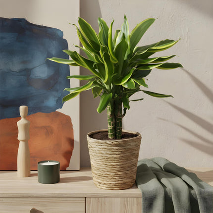 Dracaena fragrans Golden Coast - Drakenbloedboom + cesta - Verde - 1 planta - Maceta 17 cm - Altura 50-55 cm