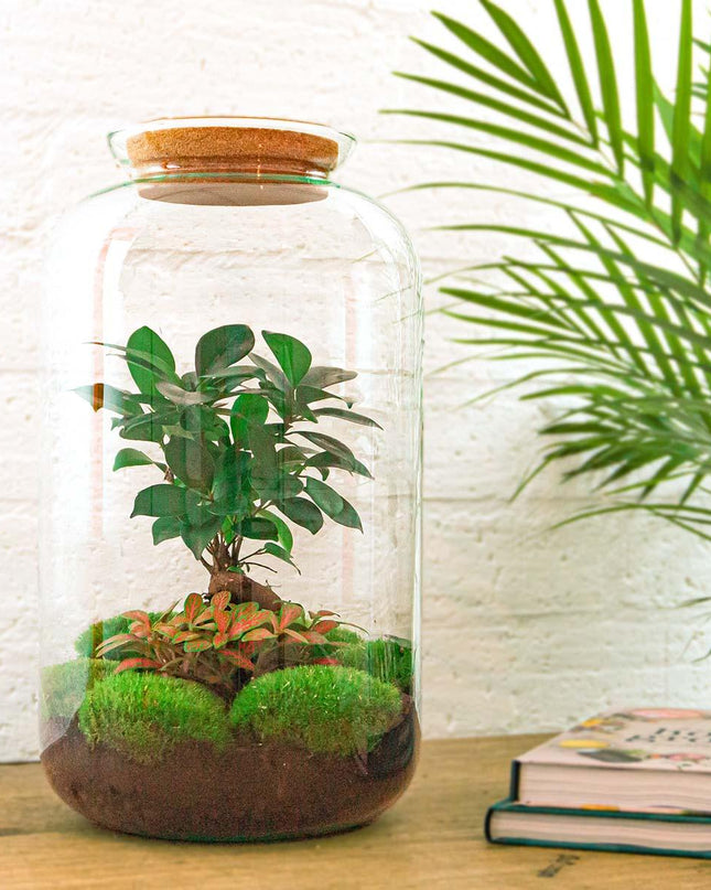 DIY terrarium - Sven Bonsai - ↕ 43 cm - Rake + Shovel + Tweezer + Scissors