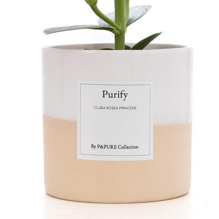 Clusia Rosea Gift "Purify" met wenskaart - Ø12cm - ↕30cm