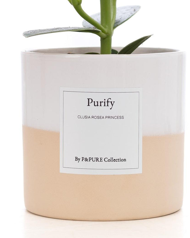 Clusia Rosea Gift "Purify" met wenskaart - Ø12cm - ↕30cm