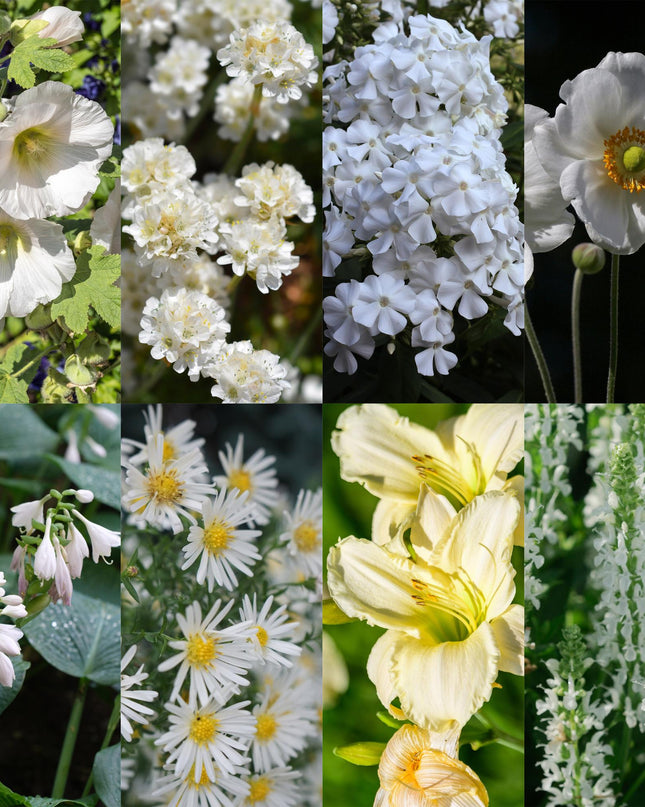 Borderpakket - Kleur Wit - 8 Vaste planten - 1 m2 - Diversen kleuren - Weinig Onderhoud - Pot 11cm