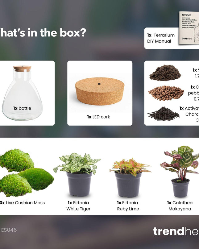DIY Planten terrarium met licht - Sam Calathea - Ø 24,5 cm ↑ 30 cm - No tools