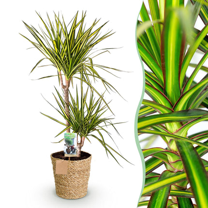 Dracaena Sunray - Albero del Sangue di Drago + cesta - Vaso 21cm - Altezza 90-100cm