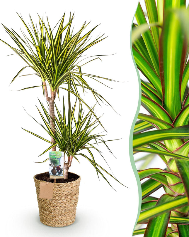 Dracaena Sunray - Albero del Sangue di Drago + cesta - Vaso 21cm - Altezza 90-100cm