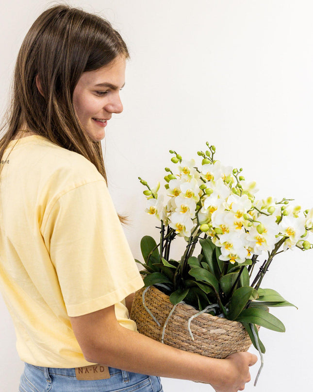 Kolibri Orchids | witte plantenset in Reed Basket incl. waterreservoir | drie witte orchideeën Lausanne 9cm en drie groene planten | Jungle Bouquet wit met zelfvoorzienend waterreservoir