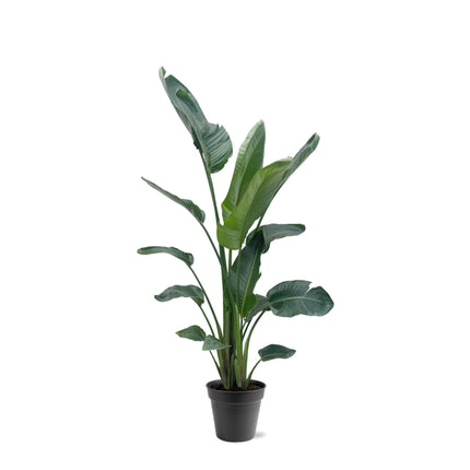 Strelitzia Nicolai XXL - 190 - 225 cm - ø27-ø30 - 🚚 Envío Gratis