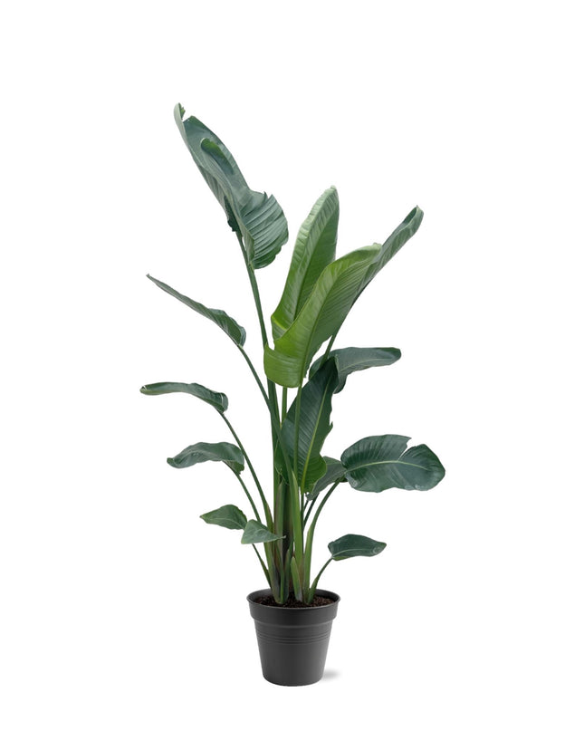 Strelitzia Nicolai XXL - 190 - 225 cm - ø27-ø30 - 🚚 Envío Gratis