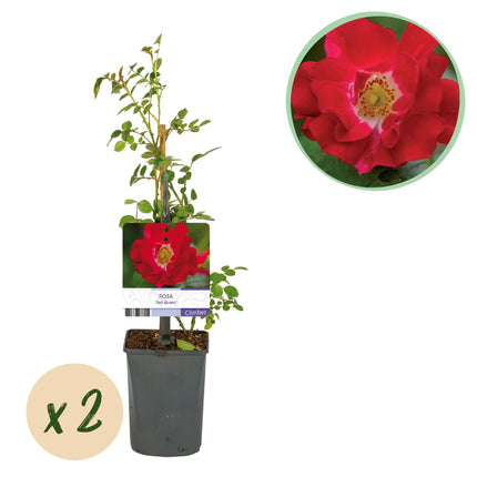 Rosier grimpant Reine Rouge Rosa - 2 plants - Fleur rouge - Peu d'entretien - Pot 11 cm Hauteur 40 cm