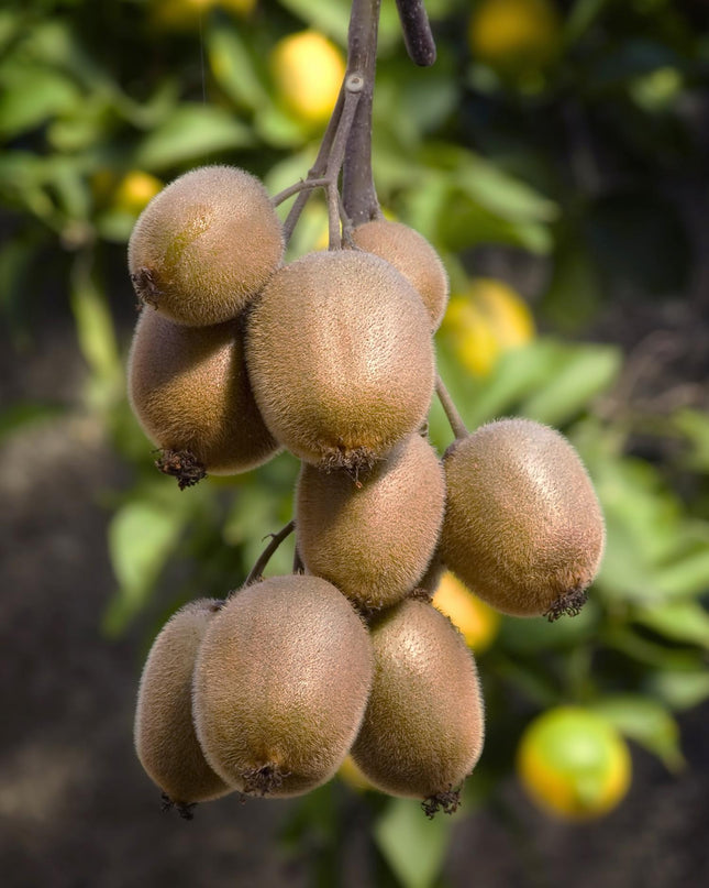 Actinidia delciosioa 'Jenny' - Kiwi - Ø13cm - ↕45cm