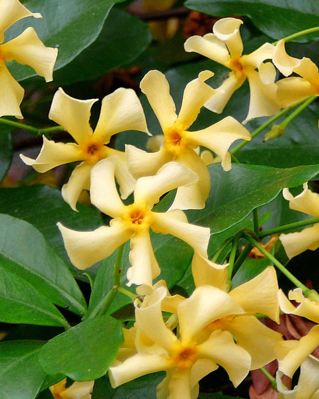 Trachelospermum 'Star of Toscana' - Toscaanse Jasmijn Geel - Ø15cm - ↕65cm