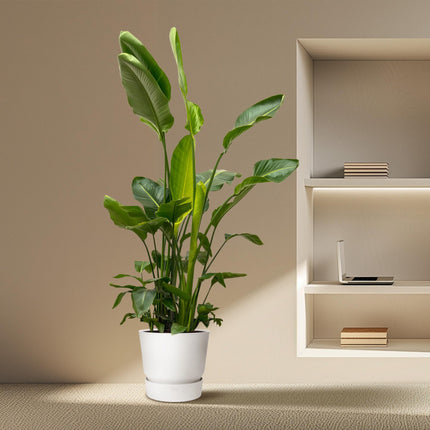 Strelitzia Nicolai de luxe XXL - 250cm - ø40 - 🚚 Kostenloser Versand