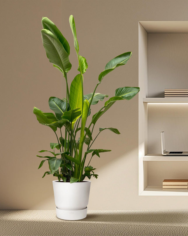 Strelitzia Nicolai de lujo XXL - 250cm - ø40 - 🚚 Envío Gratis