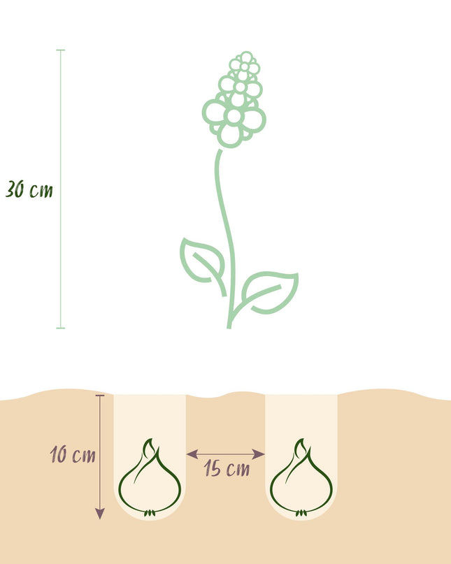 Bloembollen - Muscari White Magic - Kleur Wit - 50 stuks - Bolmaat 6/7 - XXL Pack