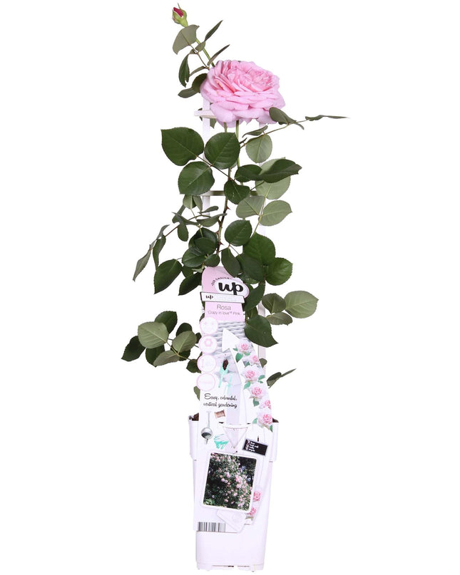 Rosa Crazy in love 'Pink' - Roze Roos - Ø15cm - ↕65cm