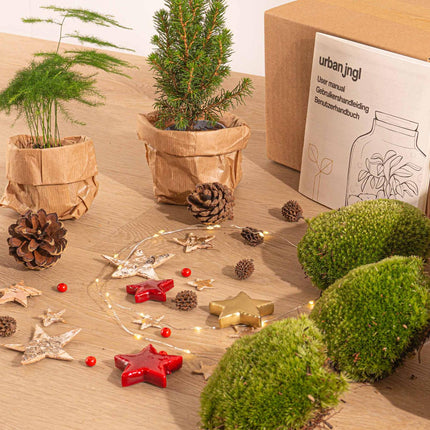 DIY Kerst Terrarium - Mini-kerstboom  - Planten terrarium pakket - 3 planten -  Navulling & Startpakket