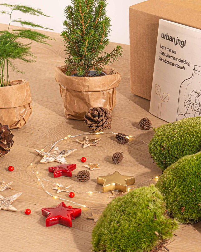 DIY Kerst Terrarium - Mini-kerstboom  - Planten terrarium pakket - 3 planten -  Navulling & Startpakket