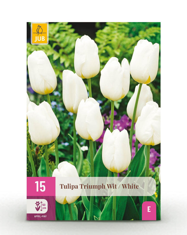 Bloembollen - Tulp Triumph White - Kleur Wit - 15 stuks - Bolmaat 11/12 - XXL Pack
