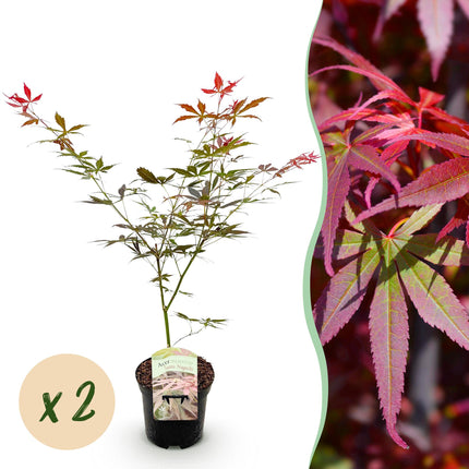 Japanse Esdoorn - Acer palmatum Sumi-nagashi - Rood - 2 stuks - Pot 19cm Hoogte 70cm