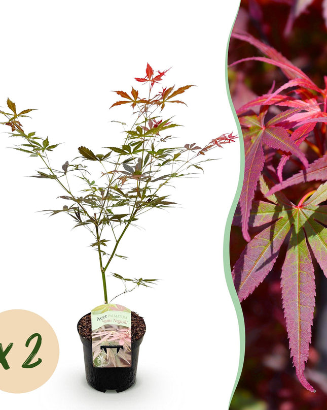 Acero giapponese - Acer palmatum Sumi-nagashi - Rosso - 2 pezzi - Vaso 19 cm Altezza 70 cm