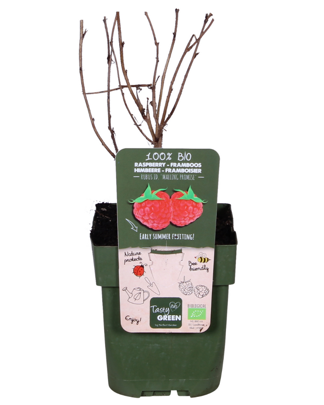 Rubus idaeus 'Malling Promise' - Framboos - Ø13cm - ↕45cm