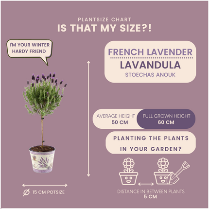Lavandula stoechas Anouk auf Stamm im Lavendelprint Dekotopf - 15 cm Topf - Set aus 2 französischen Lavendeln auf Stamm im Dekotopf