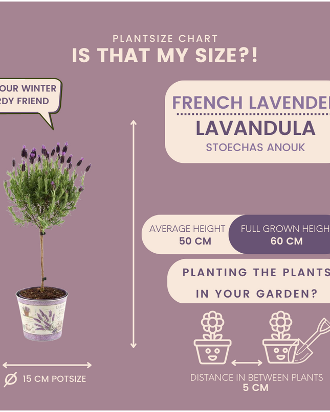 Lavandula stoechas Anouk auf Stamm im Lavendelprint Dekotopf - 15 cm Topf - Set aus 2 französischen Lavendeln auf Stamm im Dekotopf