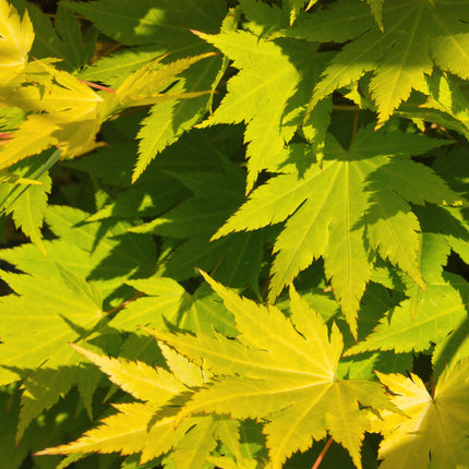 Japanse Esdoorn - 2 planten - Acer palmatum Jordan - Geel - Bladverliezend - Pot 19cm Hoogte 70cm