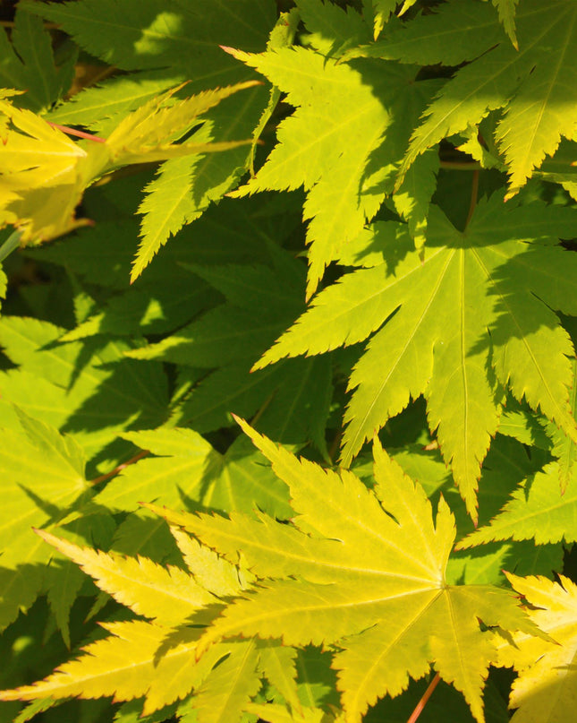 Japanse Esdoorn - 2 planten - Acer palmatum Jordan - Geel - Bladverliezend - Pot 19cm Hoogte 70cm