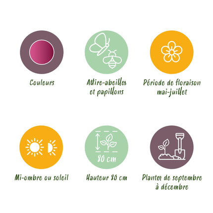 Bloembollen - Allium Sphaerocephalon - Kleur Paars - 100 stuks - Bolmaat 5/6 - XXL Pack