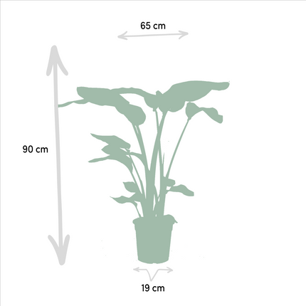 Monstera Deliciosa - Ø21cm - ↕75cm + Alocasia Zebrina - Ø19cm - ↕75cm + Strelitzia Nicolai - Ø19cm - ↕85cm - 3 planten