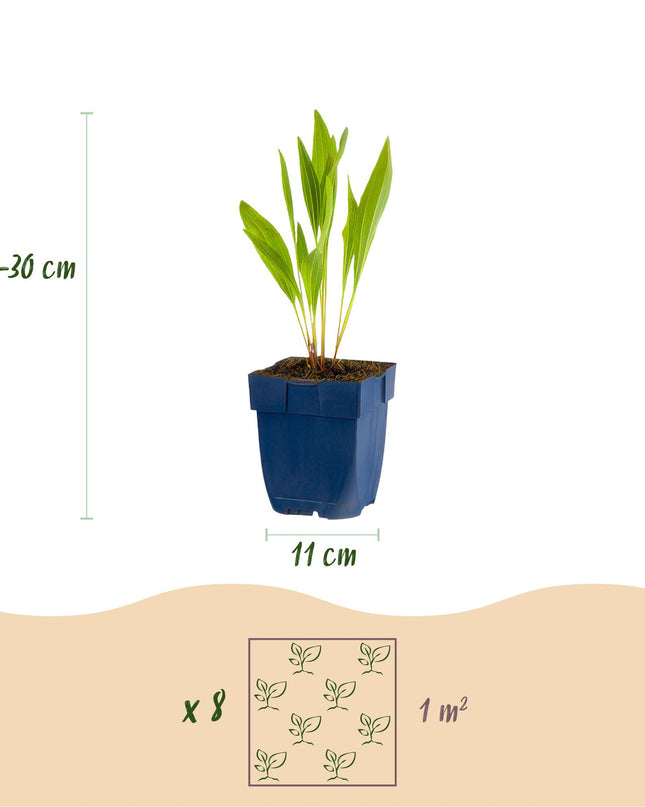 Borderpakket - Bijen en Vlinderlokkend - 8 Vaste planten - 1 m2 - Diversen kleuren - Weinig Onderhoud - Pot 11cm