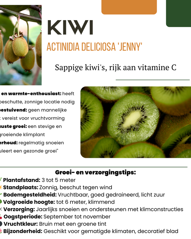 Mix di piante da frutto BIO 3 pezzi - Fico/ Kiwi/ Mora
