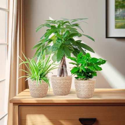 Diervriendelijke Plantenbox - incl. mand zeegras naturel - Ø12