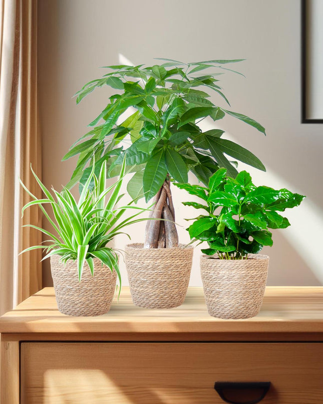 Diervriendelijke Plantenbox - incl. mand zeegras naturel - Ø12