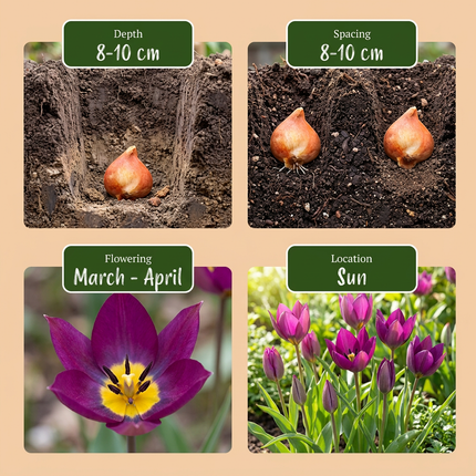200x Tulipa Persian Pearl - Tulipa Persian Pearl - Purple - Spring flowering bulb - Bulb size 6/7