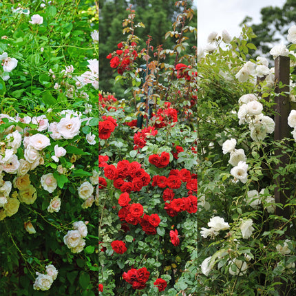 Rosa rampicante Klimroos tricolore - 3 piante - Fiori rosa bianco rosso - Poco cura - Vaso 11cm Altezza 40cm