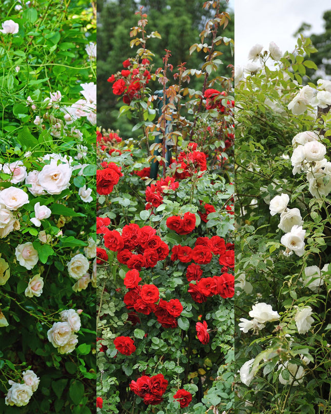 Klimroos Rosa Tricolour - 3 planten - Bloemen Roze Wit Rood - Weinig onderhoud - Pot 11cm Hoogte 40cm