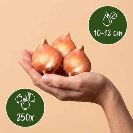 250x Bulbs From Holland - Bulbes de Hollande - Divers - Floraison estivale - Calibre de bulbe 10/12