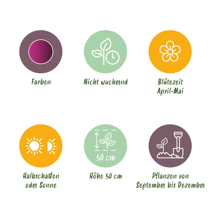 Bloembollen - Tulp Triumph Purple - Kleur Paars - 15 stuks - Bolmaat 11/12 - XXL Pack