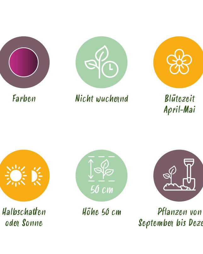 Bloembollen - Tulp Triumph Purple - Kleur Paars - 15 stuks - Bolmaat 11/12 - XXL Pack