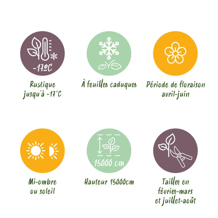 Blauwe regen - Wisteria floribunda Rosea - Bloem roze  - 1 plant - Pot 11cm Hoogte 40cm