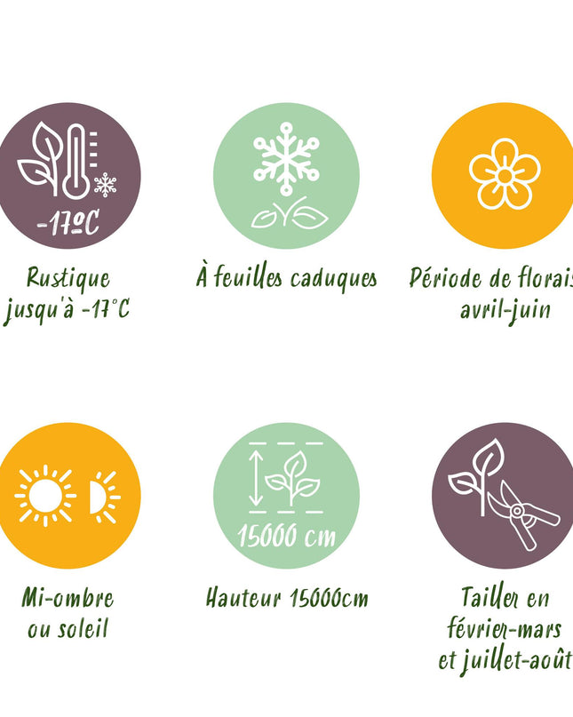 Blauwe regen - Wisteria floribunda Rosea - Bloem roze  - 1 plant - Pot 11cm Hoogte 40cm