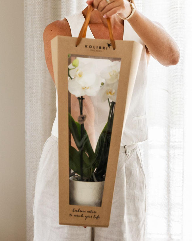 Kolibri Orchids | Planten cadeau beterschap | Lausanne orchidee met pot, kaart & cadeautas