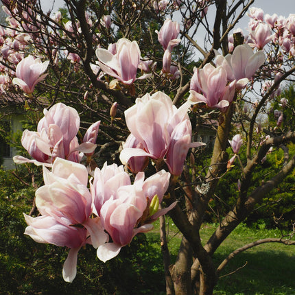 Magnolia Soulangiana  - Bloemen Licht Roze - 1 Plant - Bladverliezend - Weinig Onderhoud - Pot 17cm Hoogte 45cm