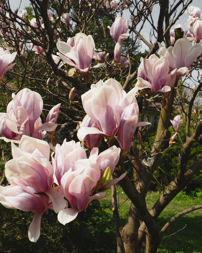 Magnolia Soulangiana  - Bloemen Licht Roze - 1 Plant - Bladverliezend - Weinig Onderhoud - Pot 17cm Hoogte 45cm