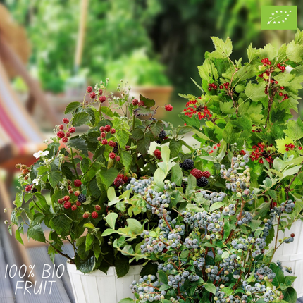 Mix di piante da frutto BIO 4 pezzi - Lampone/ Ribes/ Mirtillo/ Mora