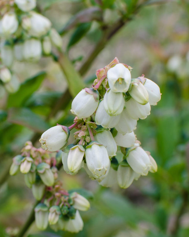 Vaccinium corymbosum 'Reka' - Blauwe bes - Ø13cm - ↕45cm