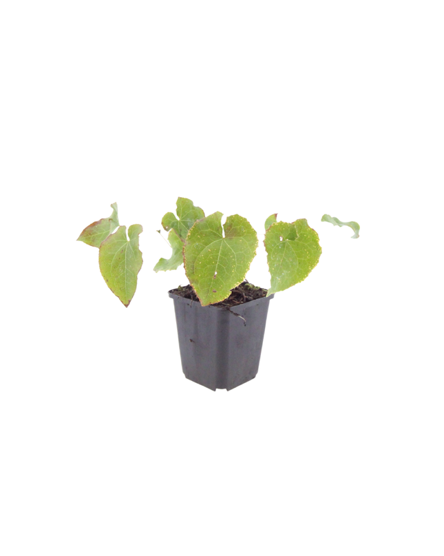 24x Epimedium perralc. 'Frohnleiten' - ↕10-25cm - Ø9cm