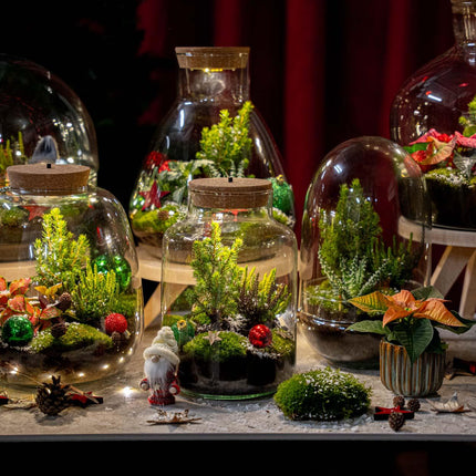 Kerstmis terrarium - Planten terrarium  - DIY kit Christmas - Ø 19 cm ↑ 20 cm