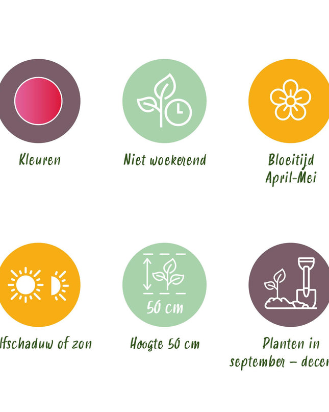 Bloembollen - Tulp Triumph Pink - Kleur Roze - 15 stuks - Bolmaat 11/12 - XXL Pack